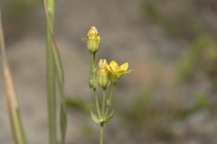 Blackstonia acuminata