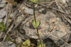 Blackstonia acuminata