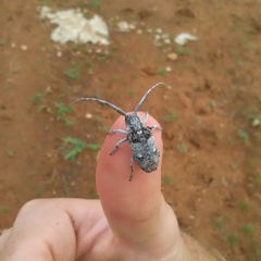 Crossotus stypticus