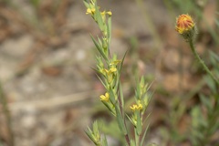 Linum corymbulosum