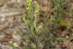 Linum corymbulosum