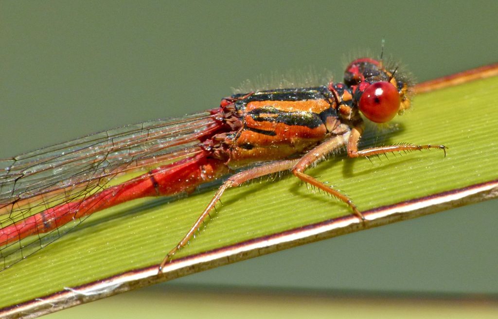 Red Damselfly