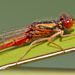 Red Damselfly - Photo (c) Steve Kerr, some rights reserved (CC BY), uploaded by Steve Kerr