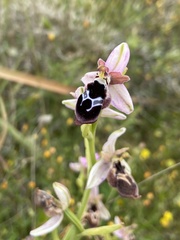 Ophrys reinholdii