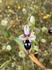 Ophrys reinholdii