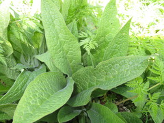 Longitarsus anchusae