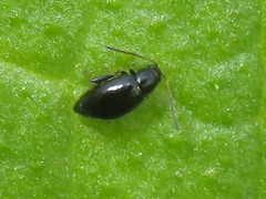 Longitarsus anchusae