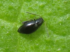 Longitarsus anchusae