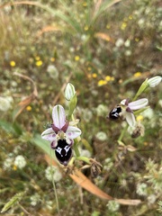 Ophrys reinholdii