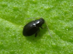 Longitarsus anchusae