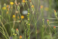 Linum corymbulosum