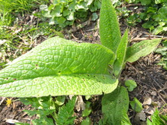 Longitarsus anchusae