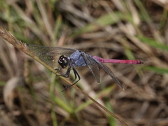 Orthetrum migratum