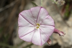 Convolvulus oleifolius