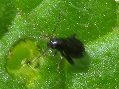 Longitarsus anchusae