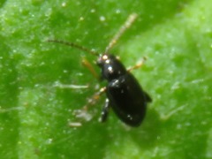 Longitarsus anchusae