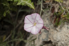 Convolvulus oleifolius