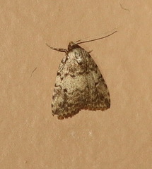 Tolpia conscitulana