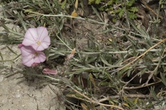 Convolvulus oleifolius