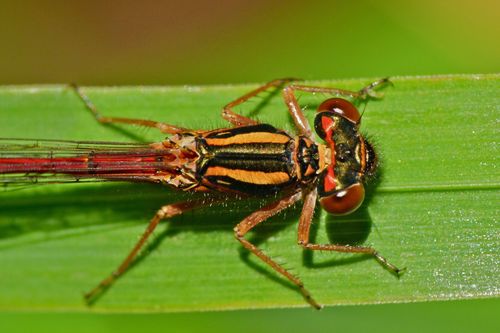 Red Damselfly photo 6