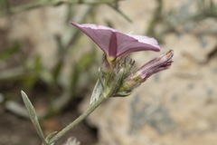 Convolvulus oleifolius
