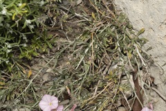 Convolvulus oleifolius