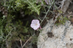 Convolvulus oleifolius