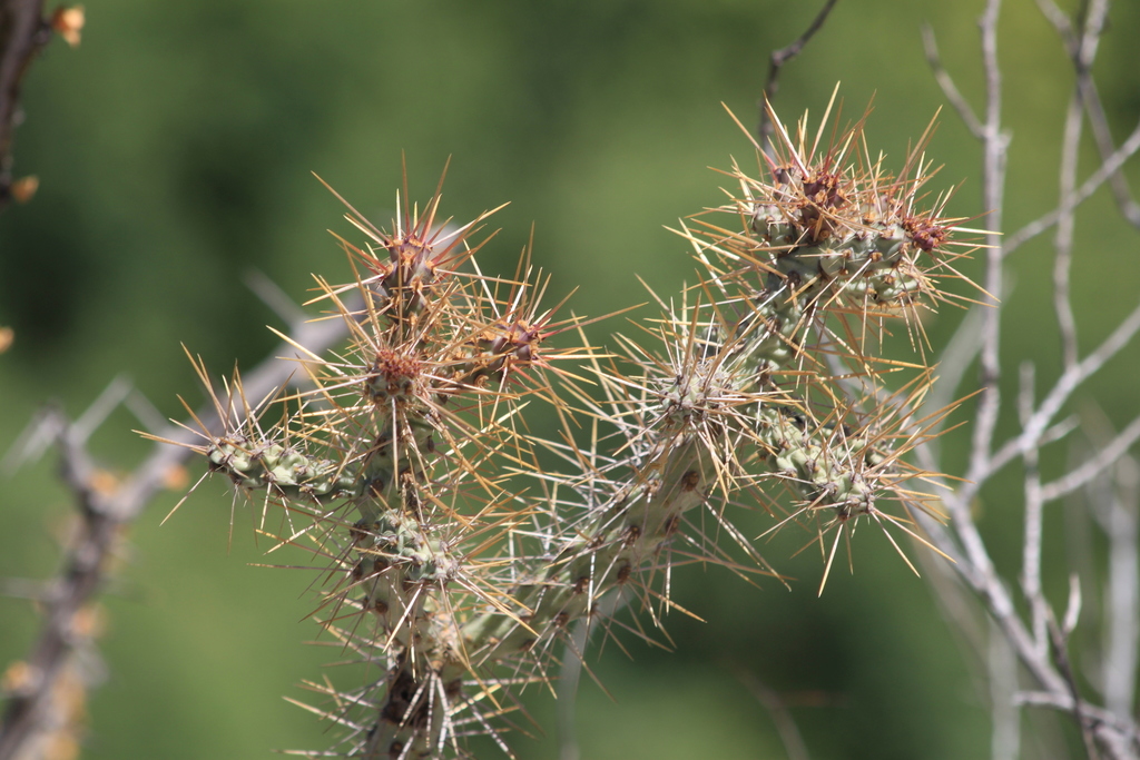 Cylindropuntia waltoniorum