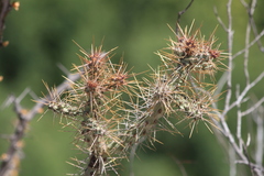 Cylindropuntia waltoniorum