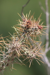 Cylindropuntia waltoniorum