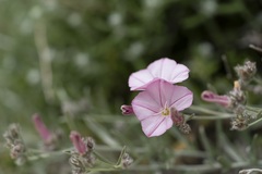 Convolvulus oleifolius