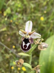 Ophrys reinholdii