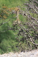 Cylindropuntia waltoniorum