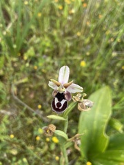 Ophrys reinholdii