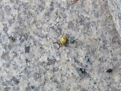 Ectinohoplia rufipes