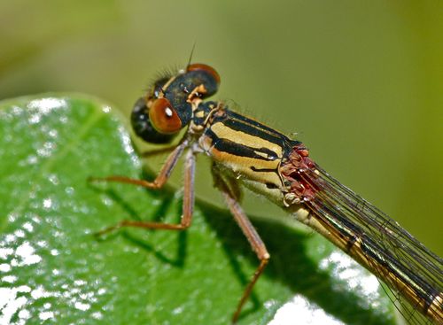 Red Damselfly photo 4