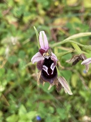 Ophrys reinholdii