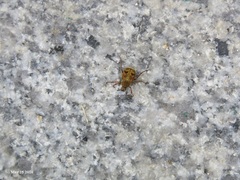 Ectinohoplia rufipes