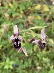 Ophrys reinholdii