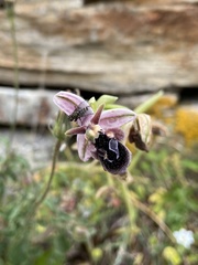 Ophrys reinholdii