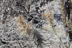 Cylindropuntia waltoniorum