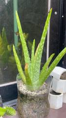Aloe vera
