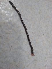 Leptotyphlopidae