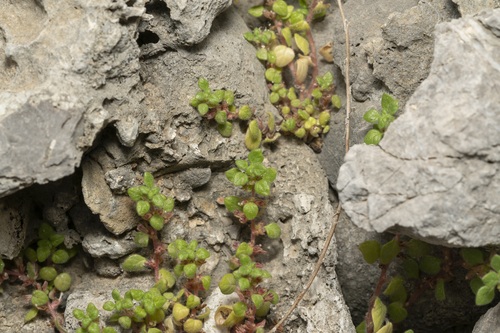 Image of Parietaria cretica by (c) Eleftherios Katsillis, some rights reserved (CC BY)