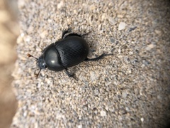 Geotrupes blackburnii