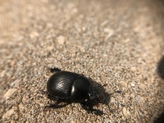 Geotrupes blackburnii