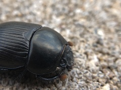 Geotrupes blackburnii