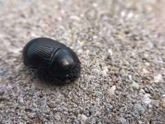 Geotrupes blackburnii