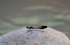 Heliocypha bisignata