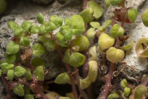 Image of Parietaria cretica by (c) Eleftherios Katsillis, some rights reserved (CC BY)